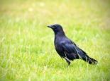 Carrion crow - Chris Maguire
